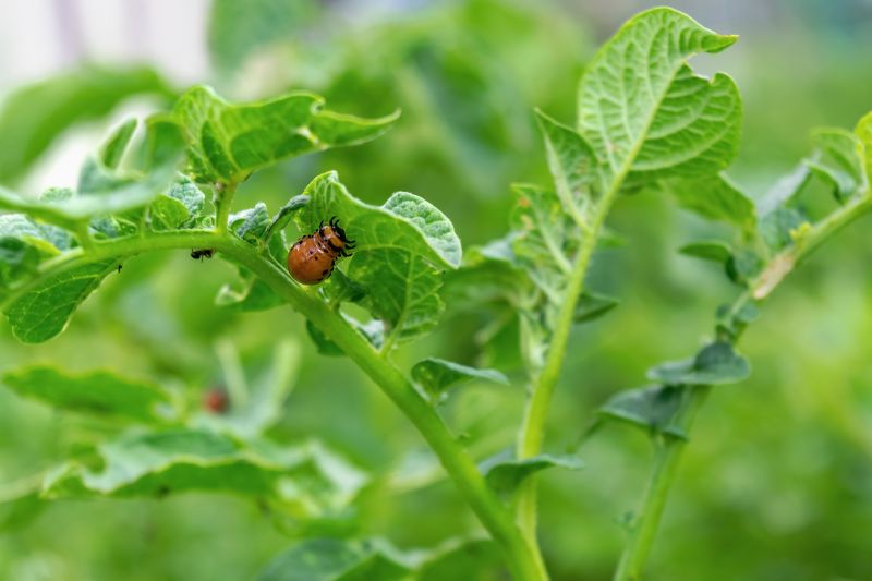 Beetle Management