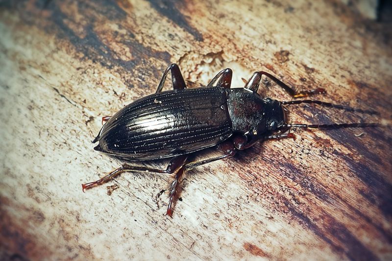 Beetle Management