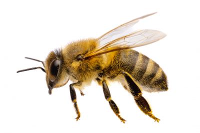 Beetle Management