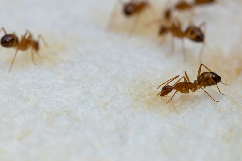 Ants Extermination Service in Arlington, TX
