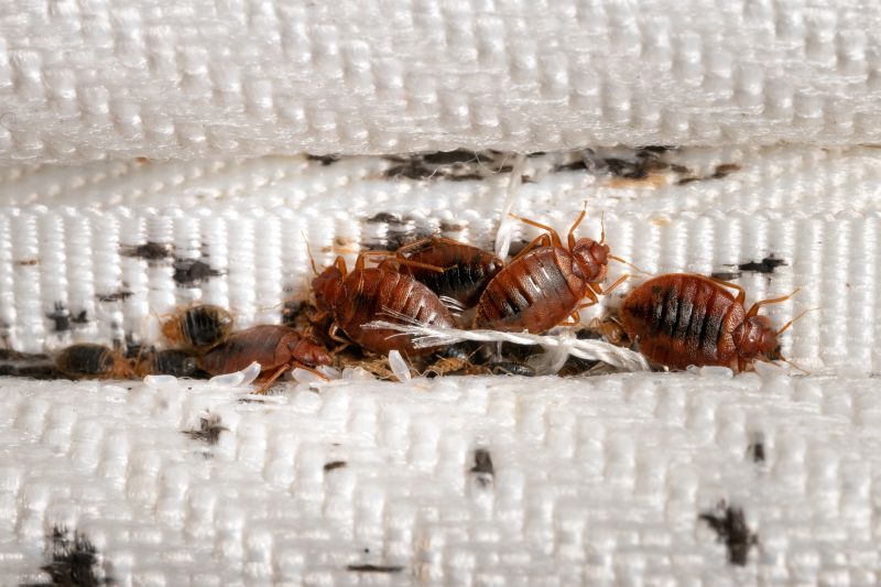 Bed Bug Cluster
