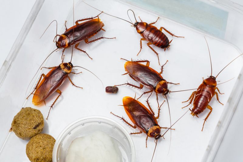 Cockroach Group