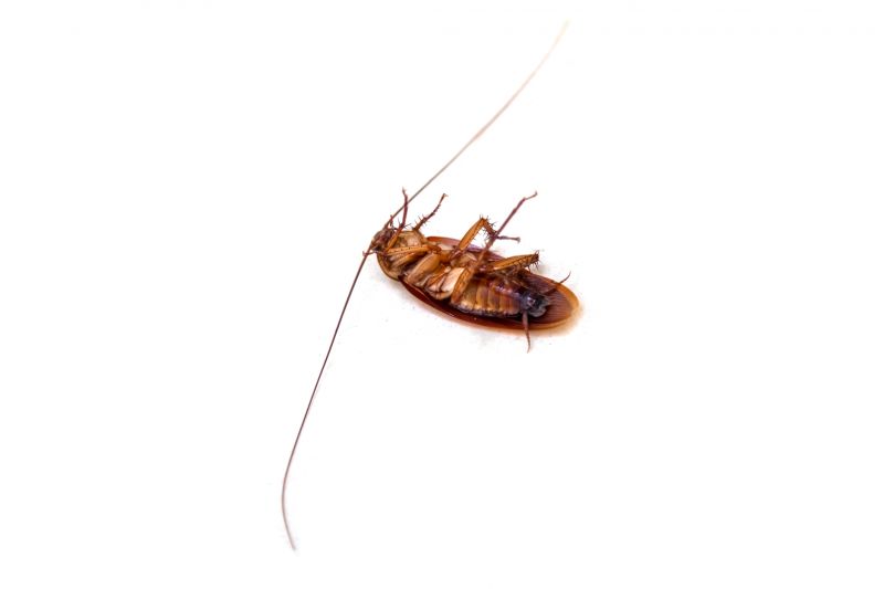 Cockroach Sightings