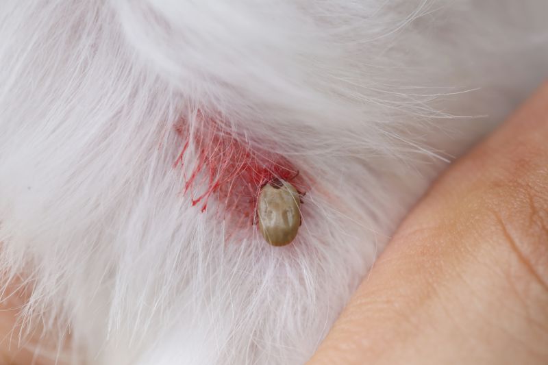 How Flea And Tick Infestations Affect Pets And People