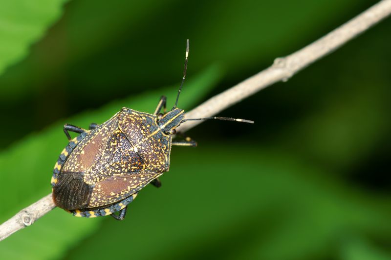 Seasonal Stinkbug Activity And When Control Is Most Effective