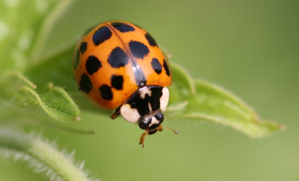 Ladybug Prevention